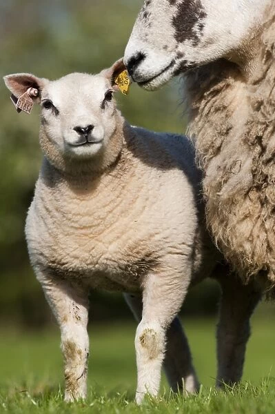Domestic Sheep, recipient mule ewe with pedigree Beltex lamb, produced as embryo transplant, standing in pasture