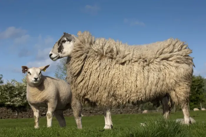 Framed Print : Domestic Sheep, recipient mule ewe with pedigree Beltex lamb, produced as embryo transplant, standing in pasture, England, may