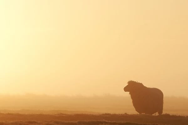 Domestic Sheep, Romney Sheep, adult, silhouetted on grazing marsh at sunrise, Elmley Marshes N. N. R