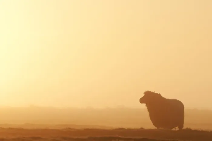 Framed Print : Domestic Sheep, Romney Sheep, adult, silhouetted on grazing marsh at sunrise, Elmley Marshes N. N. R Framed Print : Domestic Sheep, Romney Sheep, adult, silhouetted on grazing marsh at sunrise, Elmley Marshes N. N. R
