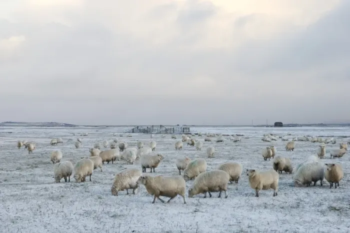 Framed Print : Domestic Sheep, Romney Sheep, flock, grazing in snow on grazing marsh, Elmley Marshes N. N. R. Isle of Sheppey, Kent, England, february Framed Print : Domestic Sheep, Romney Sheep, flock, grazing in snow on grazing marsh, Elmley Marshes N. N. R. Isle of Sheppey, Kent, England, february