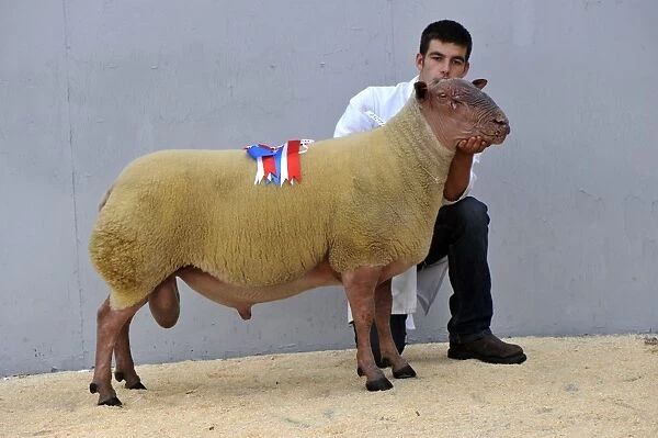 Domestic Sheep, Rouge de L'Ouest ram, champion held by shepherd at sale, England, august