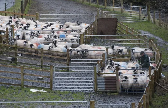 Framed Print : Domestic Sheep, Rough Fell ewes, flock gathered in pens, being drenched by farmer, Tebay, Cumbria, England, january Framed Print : Domestic Sheep, Rough Fell ewes, flock gathered in pens, being drenched by farmer, Tebay, Cumbria, England, january