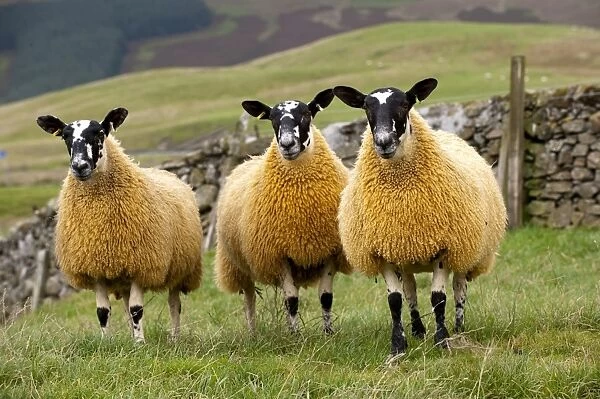 Domestic Sheep, Scotch mules, Blue-faced Leicester ram x Blackface ewe, three lambs, standing in pasture, Cumbria, England, september