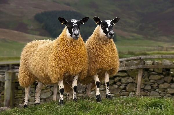 Domestic Sheep, Scotch mules, Blue-faced Leicester ram x Blackface ewe, two lambs, standing in pasture, Cumbria