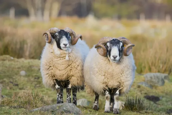 Framed Print : Domestic Sheep, Scottish Blackface, two rams, standing in pasture, Grampian Mountains, Aberdeenshire, Highlands Framed Print : Domestic Sheep, Scottish Blackface, two rams, standing in pasture, Grampian Mountains, Aberdeenshire, Highlands