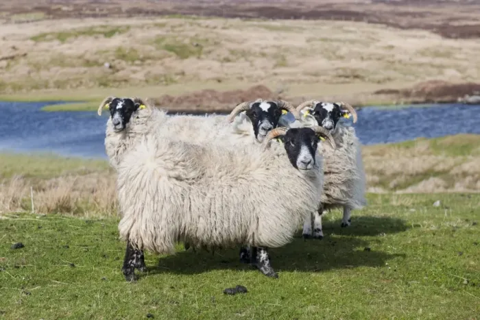 Framed Print : Domestic Sheep, Scottish Blackface, four ewes, standing in moorland, South Uist, Outer Hebrides, Scotland, May