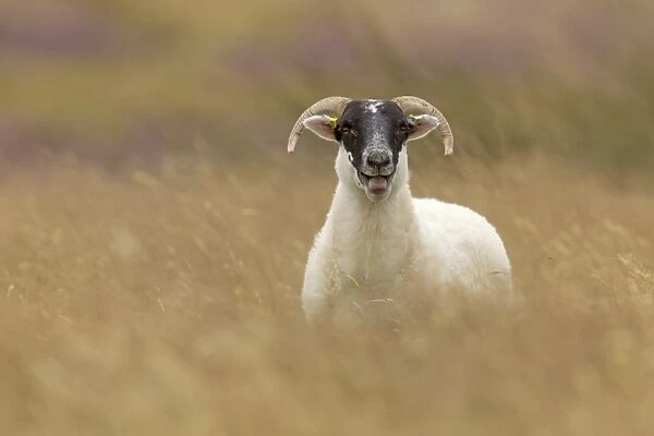 Domestic Sheep, Scottish Blackface, adult, calling, standing amongst long grass, Lammermuir Hills, Berwickshire