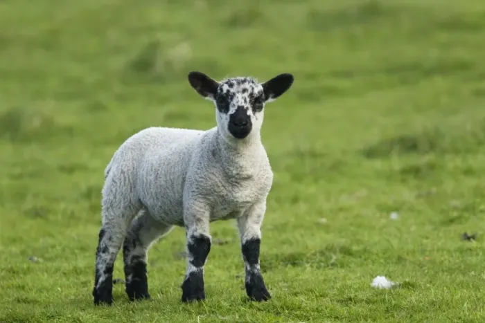 Framed Print : Domestic Sheep, Scottish Blackface cross, lamb, standing in pasture, Shetland Islands, Scotland, June