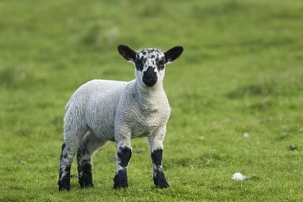Domestic Sheep, Scottish Blackface cross, lamb, standing in pasture, Shetland Islands, Scotland, June