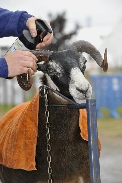 Domestic Sheep, Scottish Blackface ewe, being prepared for show, Royal Highland Show, Ingliston, Edinburgh, Scotland, june 2011