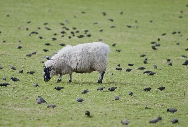 Domestic Sheep, Scottish Blackface ewe, grazing in pasture with Common Starling (Sturnus vulgaris) flock feeding