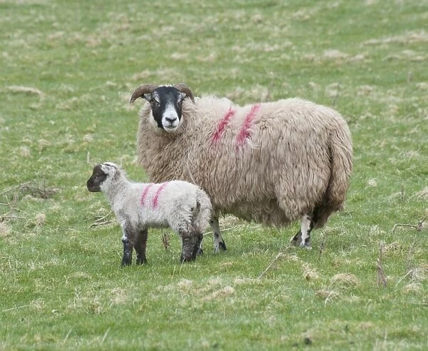 Domestic Sheep, Scottish Blackface ewe with Charollais sired lamb, standing in pasture, Scotland, april
