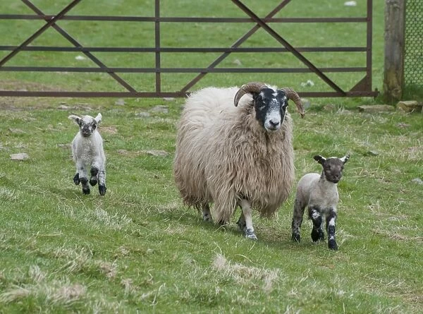 Domestic Sheep, Scottish Blackface ewe with Charollais sired lambs, walking in pasture beside gate, Scotland, april