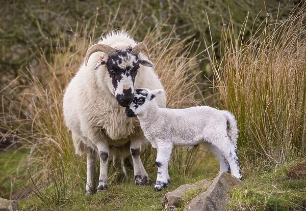 Domestic Sheep, Scottish Blackface ewe and lamb, standing beside rushes in upland pasture, Whitewell