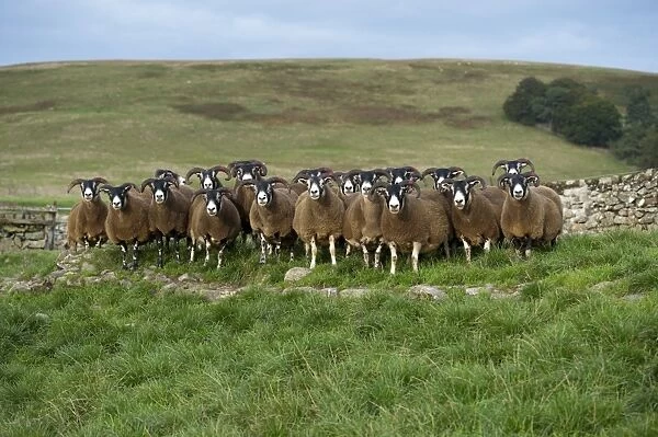 Domestic Sheep, Scottish Blackface ewes, flock standing on moorland, Lanarkshire, Central Lowlands, Scotland, September
