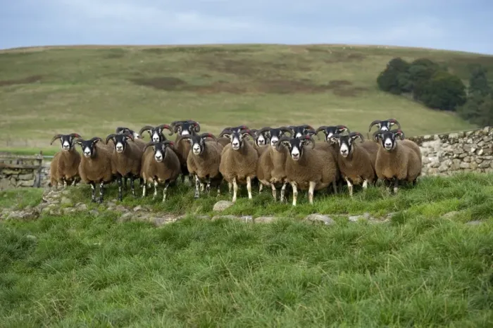 Framed Print : Domestic Sheep, Scottish Blackface ewes, flock standing on moorland, Lanarkshire, Central Lowlands, Scotland, September