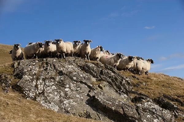 Domestic Sheep, Scottish Blackface ewes, flock standing on hill prior to lambing, England, march