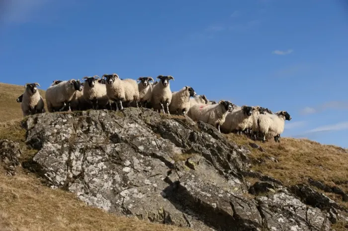 Framed Print : Domestic Sheep, Scottish Blackface ewes, flock standing on hill prior to lambing, England, march