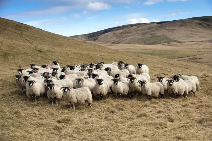 Framed Print : Domestic Sheep, Scottish Blackface ewes, flock standing on hill prior to lambing, England, march Framed Print : Domestic Sheep, Scottish Blackface ewes, flock standing on hill prior to lambing, England, march