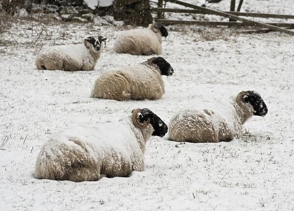 Domestic Sheep, Scottish Blackface ewes, flock resting in snow, Dinkling Green Farm, Whitewell, Clitheroe, Lancashire