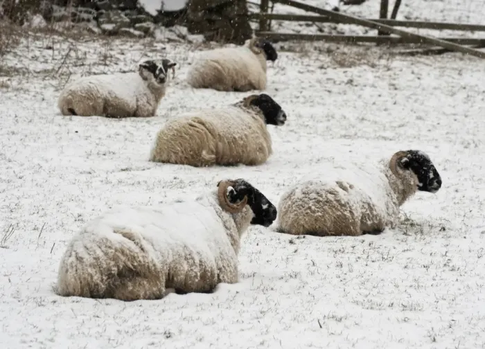 Framed Print : Domestic Sheep, Scottish Blackface ewes, flock resting in snow, Dinkling Green Farm, Whitewell, Clitheroe, Lancashire Framed Print : Domestic Sheep, Scottish Blackface ewes, flock resting in snow, Dinkling Green Farm, Whitewell, Clitheroe, Lancashire