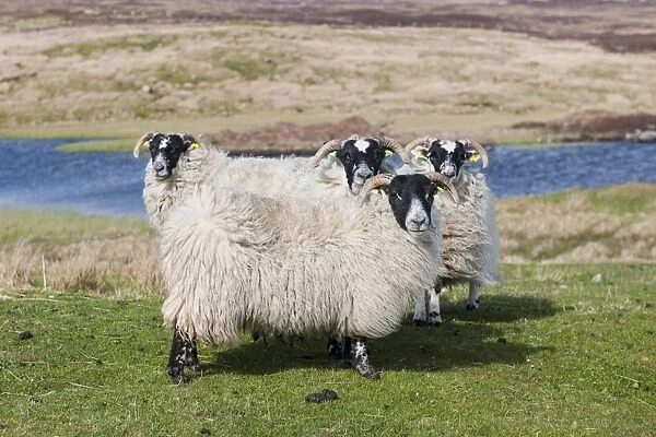 Domestic Sheep, Scottish Blackface, four ewes, standing in moorland, South Uist, Outer Hebrides, Scotland, May
