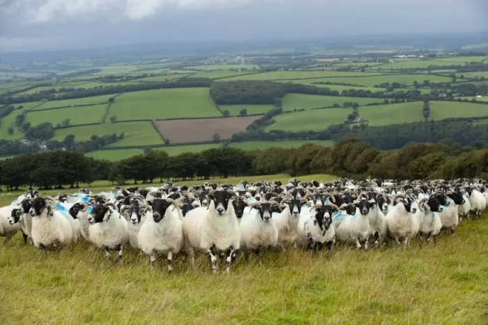 Framed Print : Domestic Sheep, Scottish Blackface ewes, flock standing on pasture in farmland, Devon, England, August Framed Print : Domestic Sheep, Scottish Blackface ewes, flock standing on pasture in farmland, Devon, England, August