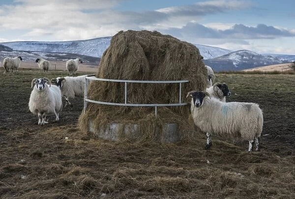Domestic Sheep, Scottish Blackface, flock, feeding on big bale silage from ring feeder, near Cow Ark, Whitewell
