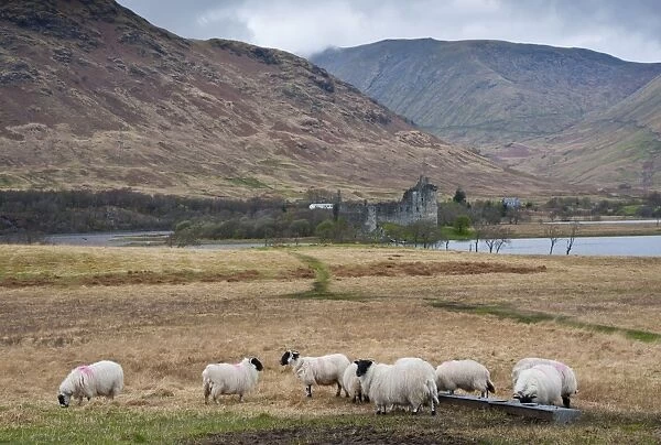 Domestic Sheep, Scottish Blackface, flock, standing at trough, with freshwater loch, castle ruin and hills in background, Loch Awe, Kilchurn Castle, Dalmally, Argyll and Bute, Scotland, april
