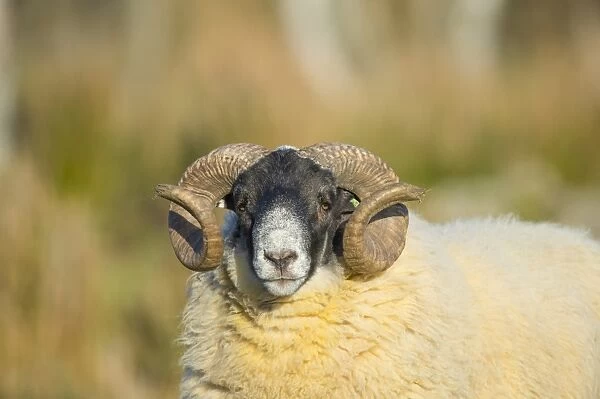Domestic Sheep, Scottish Blackface, ram, close-up of head, Grampian Mountains, Aberdeenshire, Highlands, Scotland