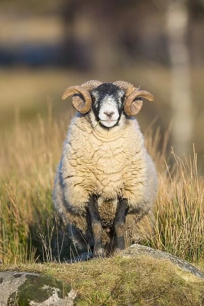 Domestic Sheep, Scottish Blackface, ram, standing on rock, Grampian Mountains, Aberdeenshire, Highlands, Scotland