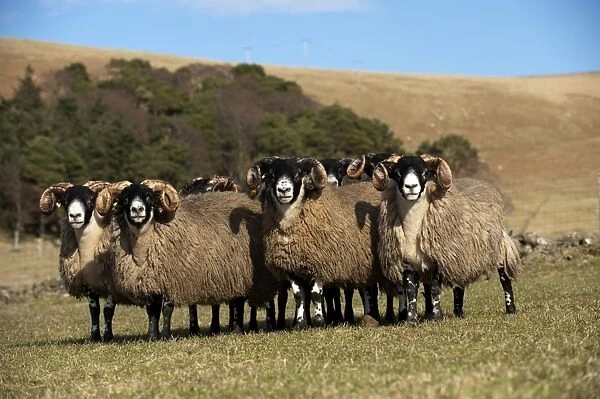Domestic Sheep, Scottish Blackface yearling rams, standing in pasture, England, march