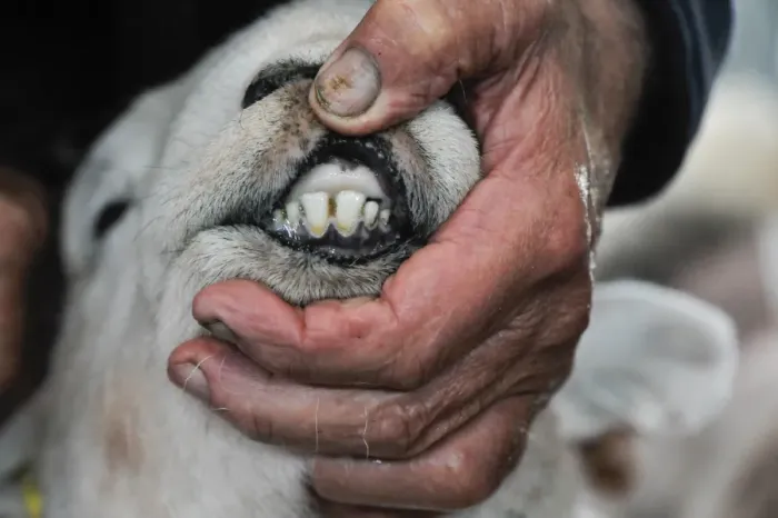 Framed Print : Domestic Sheep, shepherd inspecting teeth on year old ram at Herdwick sale, Cumbria, England, October