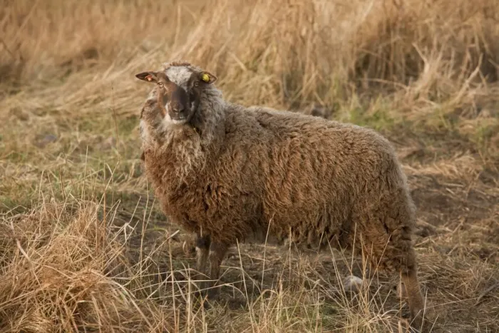 Framed Print : Domestic Sheep, Shetland ewe, on coastal wetland pasture, part of Norfolk Wildlife Trust flying flock used for Framed Print : Domestic Sheep, Shetland ewe, on coastal wetland pasture, part of Norfolk Wildlife Trust flying flock used for