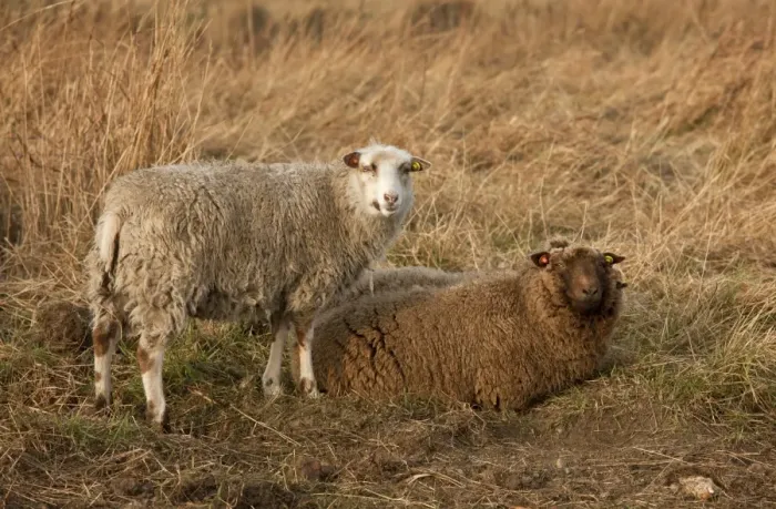 Framed Print : Domestic Sheep, Shetland ewes, on coastal wetland pasture, part of Norfolk Wildlife Trust flying flock used for Framed Print : Domestic Sheep, Shetland ewes, on coastal wetland pasture, part of Norfolk Wildlife Trust flying flock used for