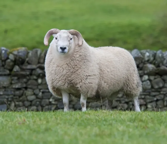 Framed Print : Domestic Sheep, South Country Cheviot ram, standing in pasture, Langholm, Dumfriesshire, Scotland, November