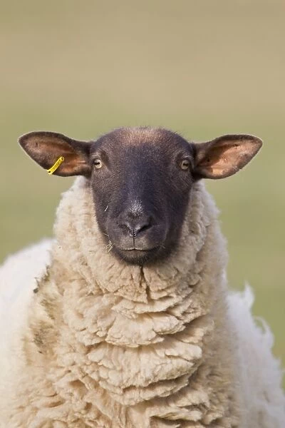 Domestic Sheep, Suffolk mule, ewe, close-up of head, in coastal grazing marsh, Suffolk, England, february