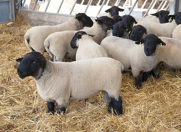 Domestic Sheep, Suffolk rams, flock standing inside straw yard, Bride, Isle of Man, August