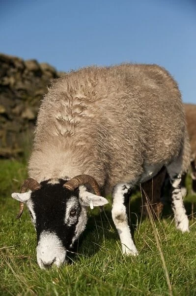 Domestic Sheep, Swaledale ewe, grazing in upland pasture, England, september