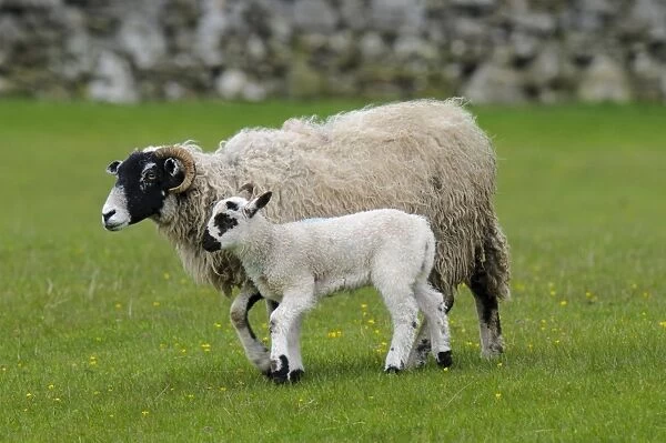 Domestic Sheep, Swaledale ewe and lamb, walking in pasture, Hardraw, Wensleydale, Yorkshire Dales N. P