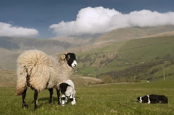 Domestic Sheep, Swaledale ewe and lamb, being watched by Border Collie sheepdog, Howgills, Cumbria, England, May