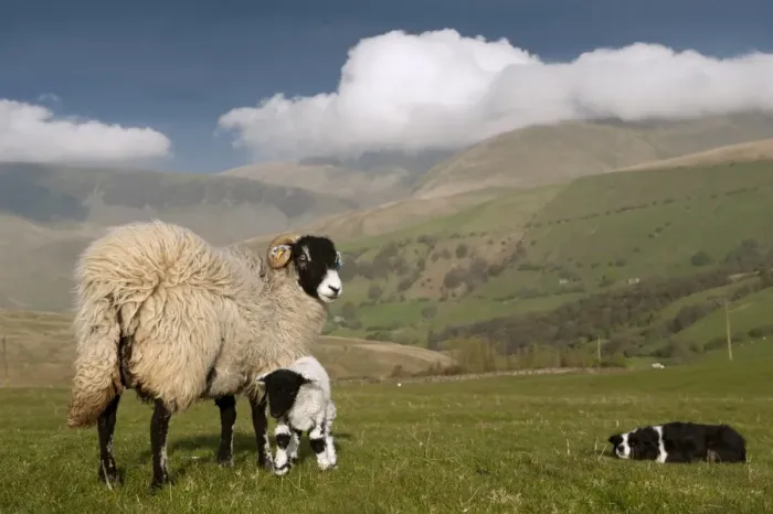 Framed Print : Domestic Sheep, Swaledale ewe and lamb, being watched by Border Collie sheepdog, Howgills, Cumbria, England, May Framed Print : Domestic Sheep, Swaledale ewe and lamb, being watched by Border Collie sheepdog, Howgills, Cumbria, England, May