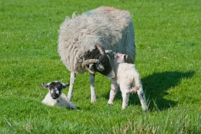 Framed Print : Domestic Sheep, Swaledale ewe with newborn Mule lambs, in pasture, Chipping, Lancashire, England, april Framed Print : Domestic Sheep, Swaledale ewe with newborn Mule lambs, in pasture, Chipping, Lancashire, England, april
