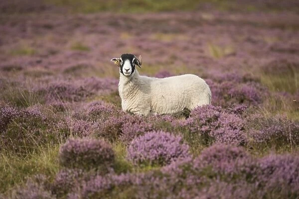 Domestic Sheep, Swaledale ewe, standing amongst flowering heather, Harrisend Fell, near Oakenclough, Lancashire