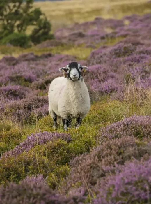 Framed Print : Domestic Sheep, Swaledale ewe, standing amongst flowering heather, Harrisend Fell, near Oakenclough, Lancashire Framed Print : Domestic Sheep, Swaledale ewe, standing amongst flowering heather, Harrisend Fell, near Oakenclough, Lancashire
