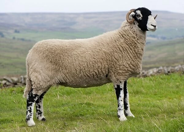 Domestic Sheep, Swaledale ewe, standing on moorland, England, september