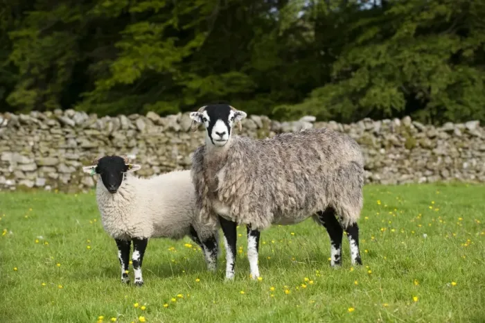 Framed Print : Domestic Sheep, Swaledale ewe with tup lamb, standing in pasture, England, june Framed Print : Domestic Sheep, Swaledale ewe with tup lamb, standing in pasture, England, june
