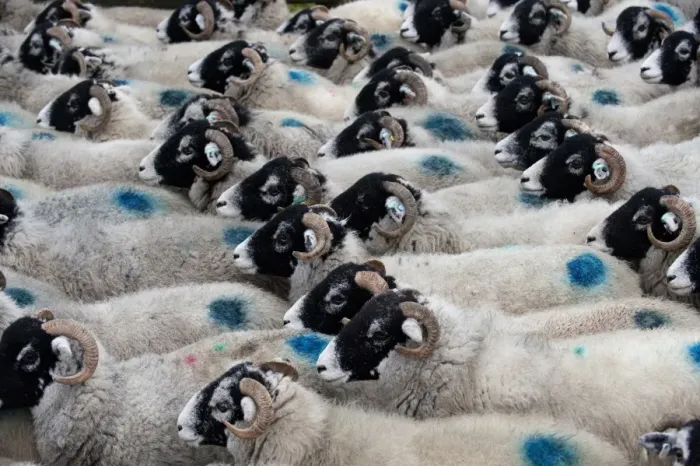Framed Print : Domestic Sheep, Swaledale ewes, flock being moved, England, november