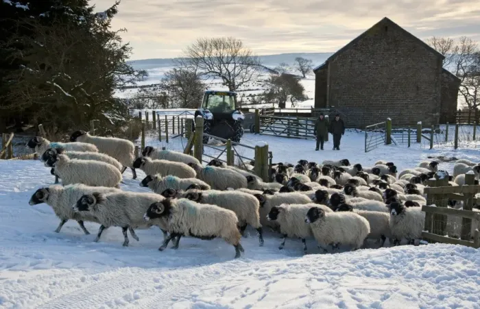 Framed Print : Domestic Sheep, Swaledale ewes, flock moved into snow covered pasture, with tractor, farmers and stone barn, Whitewell, Lancashire, England, december Framed Print : Domestic Sheep, Swaledale ewes, flock moved into snow covered pasture, with tractor, farmers and stone barn, Whitewell, Lancashire, England, december